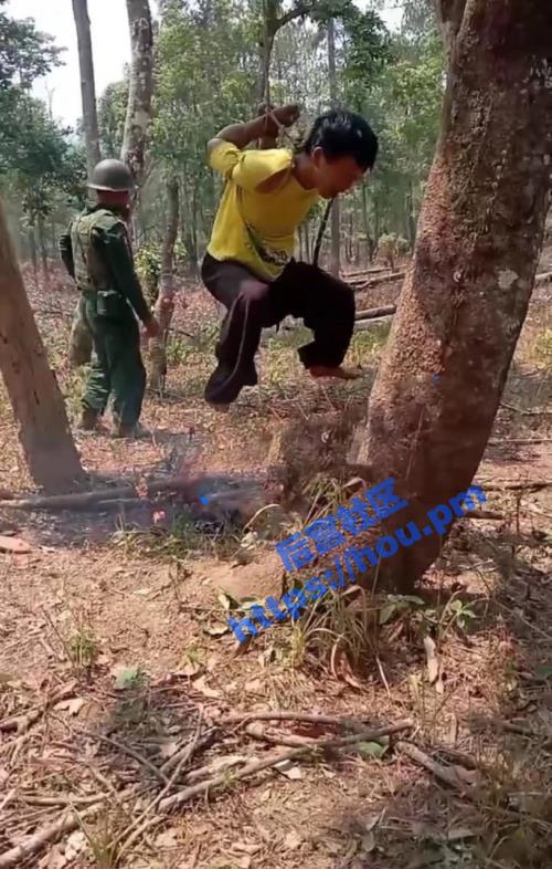 缅北真实烤火惩罚 悲惨小伙被吊在树上下面点火 表演烧烤活人